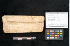 Foto (Objekt + Etikett) von Cyperites hoettingensis Palla (NHMW-GEO-2024-0188-11600)